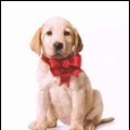 Marley & Me