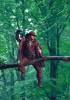 Grey's Anatomy The Musketeer / D'Artagnan 